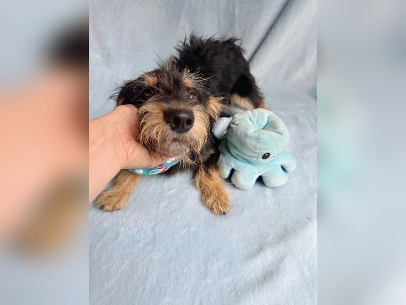 Norton - Süßer Hundejunge sucht liebevolle Menschen!