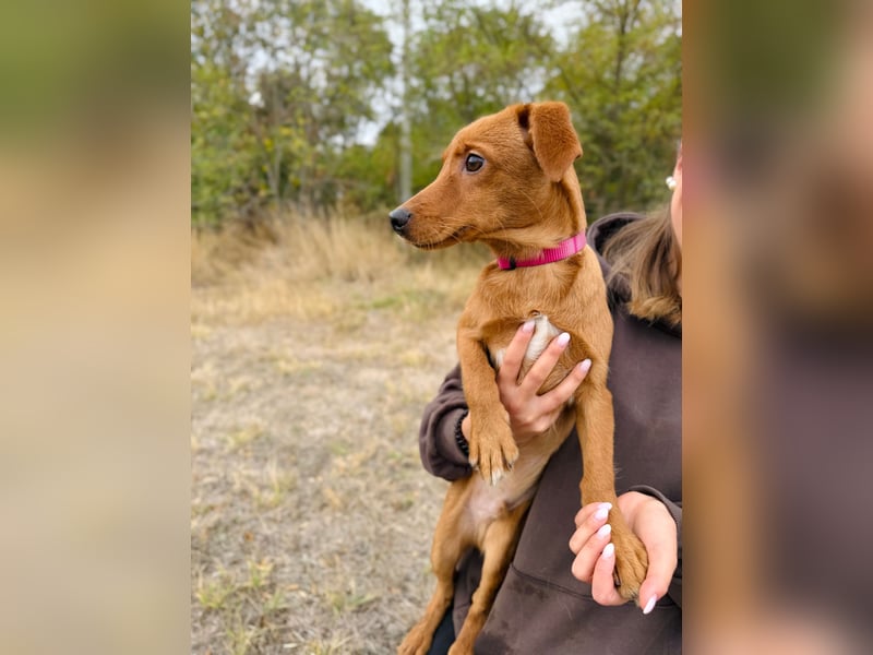 Sawyer - Quirliger, neugieriger Welpenjunge sucht sein Zuhause!