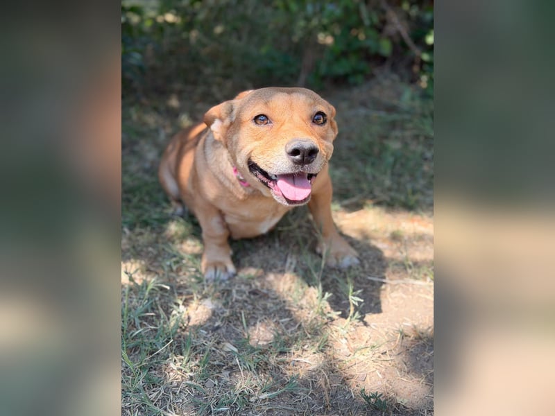 Sunny (Sarolta) - Sensible, junge Hündin sucht Menschen mit Herz und Geduld!