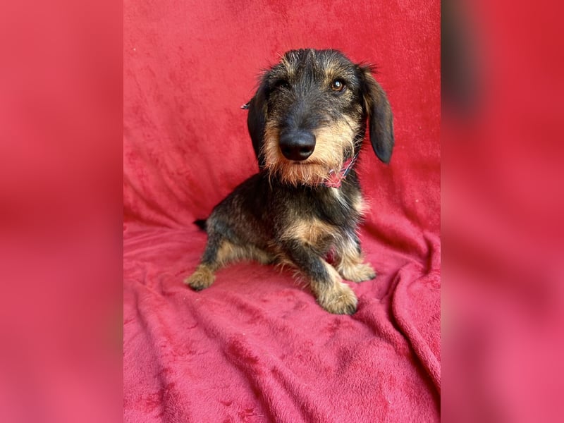 Hudson - Liebenswerter Dackel-Mix-Rüde sucht endlich sein Glück