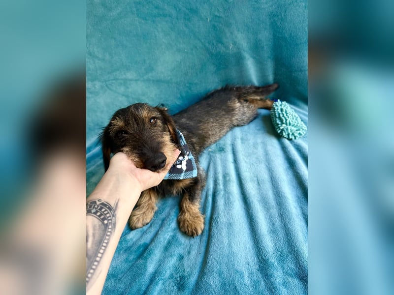 Hudson - Liebenswerter Dackel-Mix-Rüde sucht endlich sein Glück