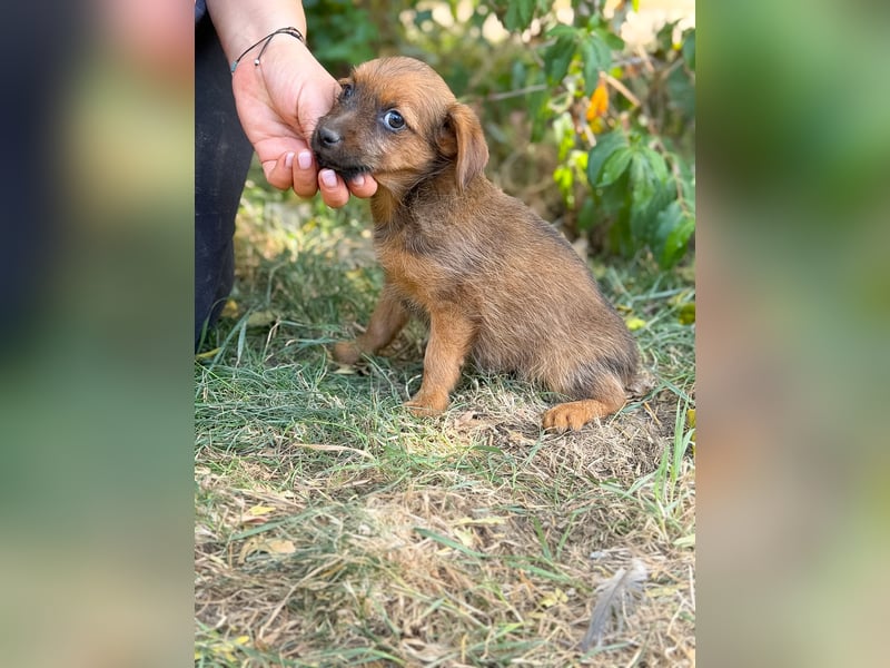 Nien - Zuckersüßes Hundekind sucht sein Zuhause!