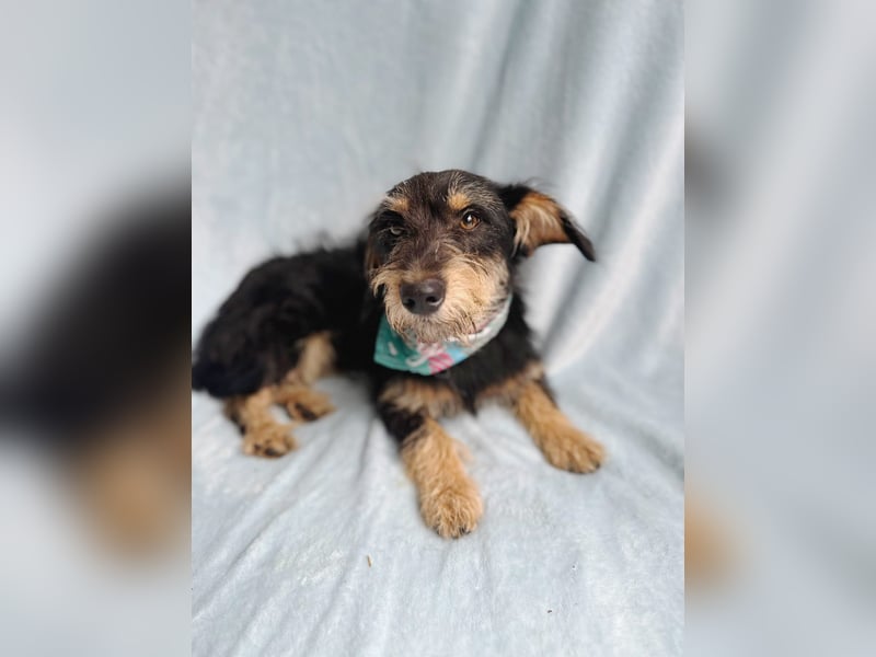 Norton - Süßer Hundejunge sucht liebevolle Menschen!
