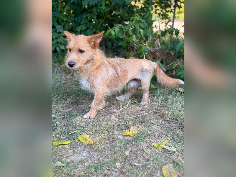 Scotty- Entzückender Hundejunge sucht sein Für-immer-Zuhause!
