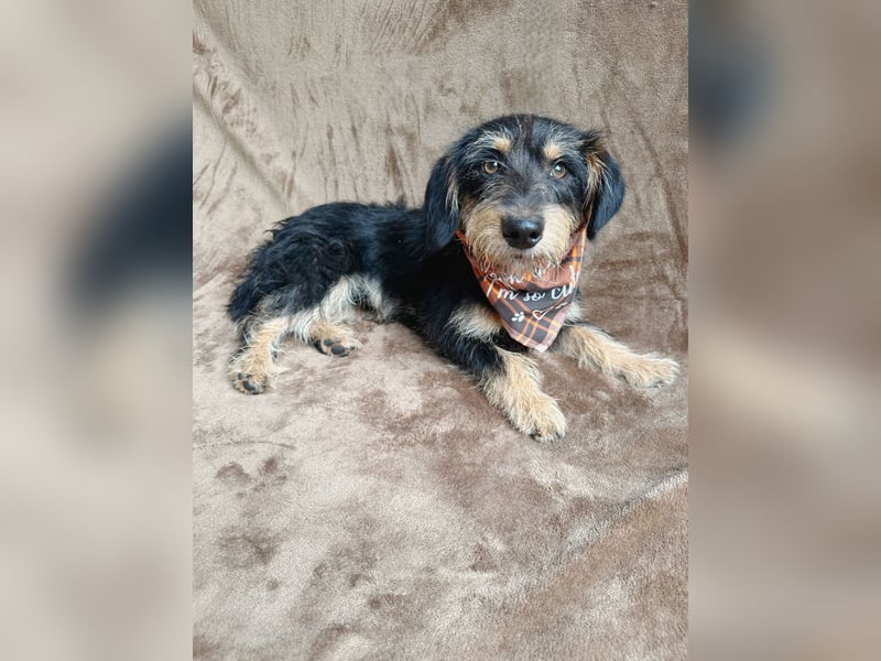 Norton - Süßer Hundejunge sucht liebevolle Menschen!