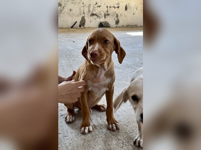 Offener, zutraulicher und er lieber Mischlingswelpe ROCKIE sucht eine Familie