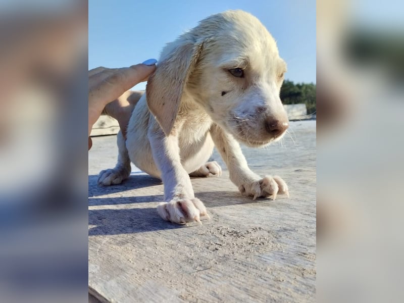 Mischlingswelpe SIMBA (3,5 Monate) sucht eine Familie