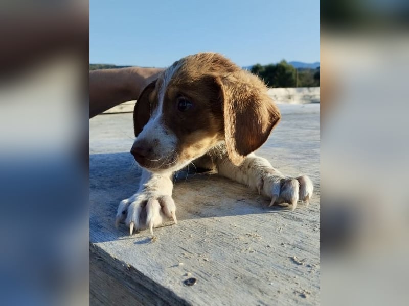 Mischlingswelpe FRITZ (3,5 Monate) sucht eine Familie!