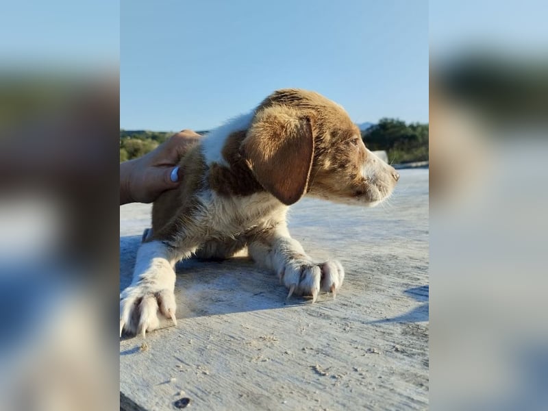 Mischlingswelpe FRITZ (3,5 Monate) sucht eine Familie!