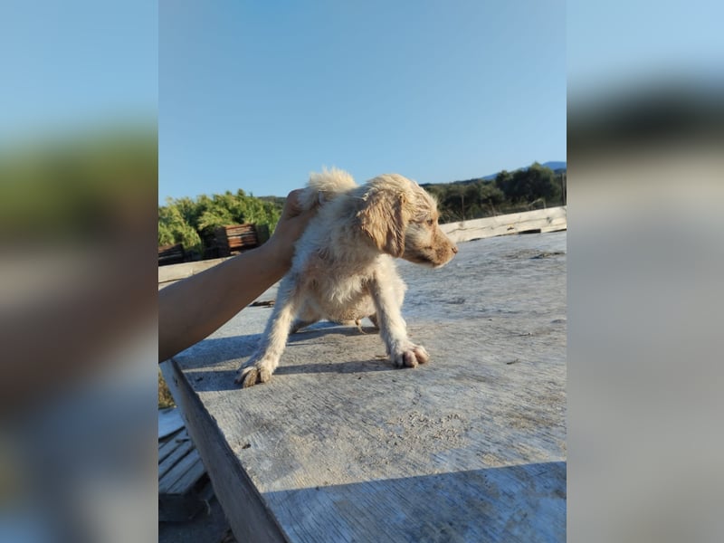Mischlingswelpe ASTERIX (3,5 Monate) sucht eine Familie!