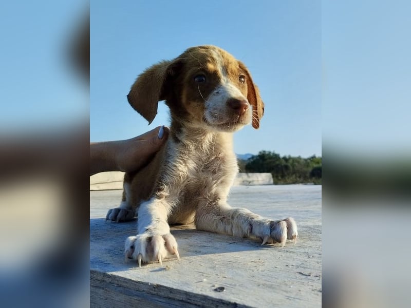 Mischlingswelpe FRITZ (3,5 Monate) sucht eine Familie!