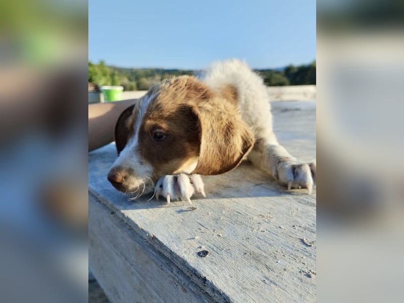 Mischlingswelpe FRITZ (3,5 Monate) sucht eine Familie!