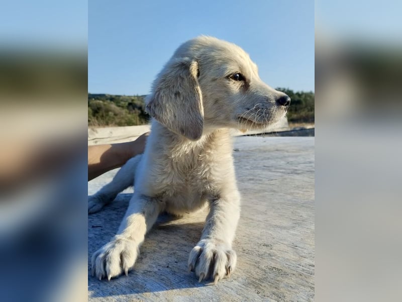 Mischlingswelpe AYLA (3,5 Monate) sucht eine Familie