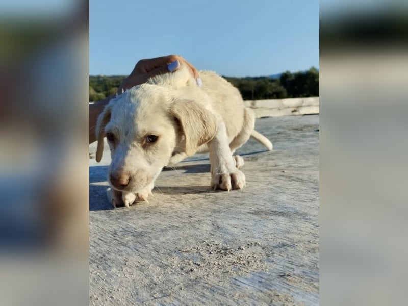 Mischlingswelpe SIMBA (3,5 Monate) sucht eine Familie