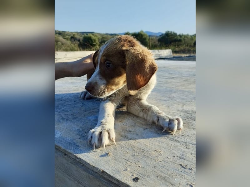 Mischlingswelpe FRITZ (3,5 Monate) sucht eine Familie!