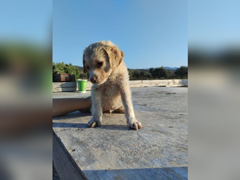 Mischlingswelpe ASTERIX (3,5 Monate) sucht eine Familie!