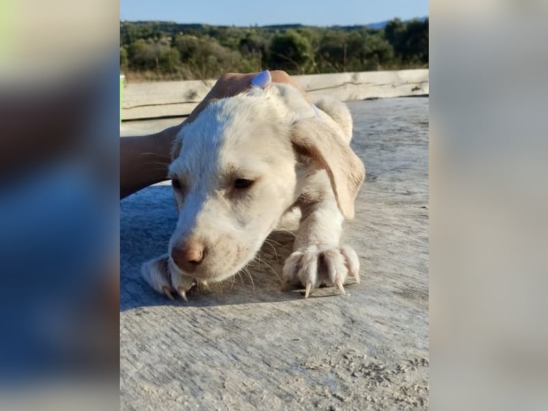 Mischlingswelpe SIMBA (3,5 Monate) sucht eine Familie