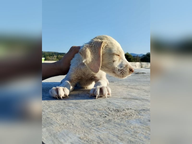Mischlingswelpe SIMBA (3,5 Monate) sucht eine Familie