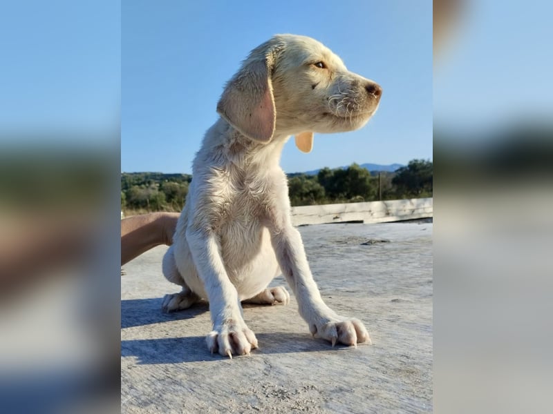 Mischlingswelpe SIMBA (3,5 Monate) sucht eine Familie