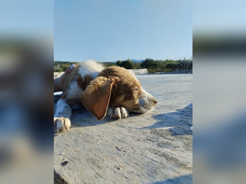 Mischlingswelpe FRITZ (3,5 Monate) sucht eine Familie!