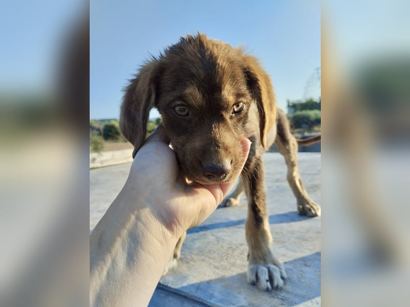 Mischlingswelpe SPENCER (3,5 Monate) sucht eine Familie!