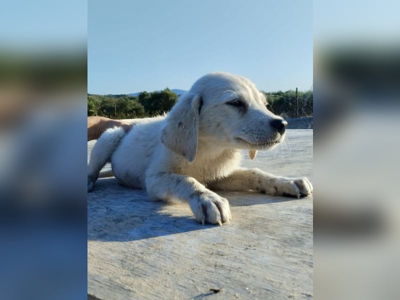 Mischlingswelpe AYLA (3,5 Monate) sucht eine Familie
