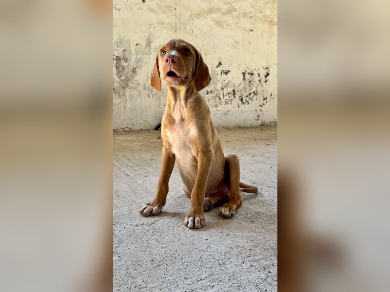 Offener, zutraulicher und er lieber Mischlingswelpe ROCKIE sucht eine Familie