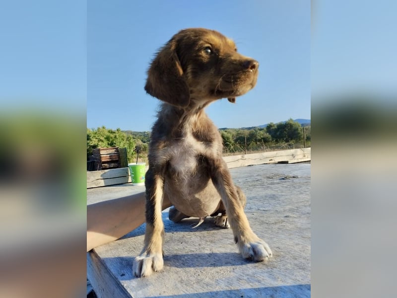Mischlingswelpe SPENCER (3,5 Monate) sucht eine Familie!