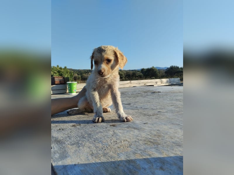 Mischlingswelpe ASTERIX (3,5 Monate) sucht eine Familie!