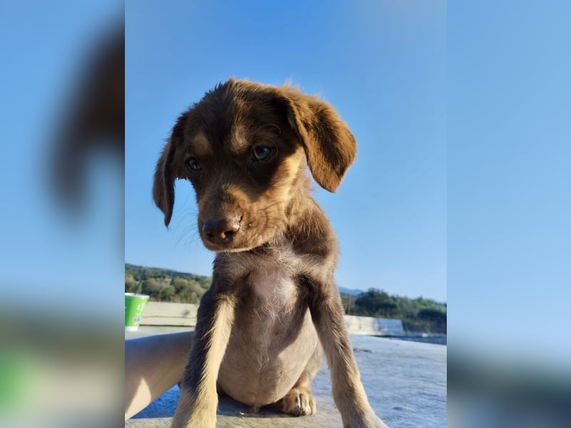 Mischlingswelpe SPENCER (3,5 Monate) sucht eine Familie!