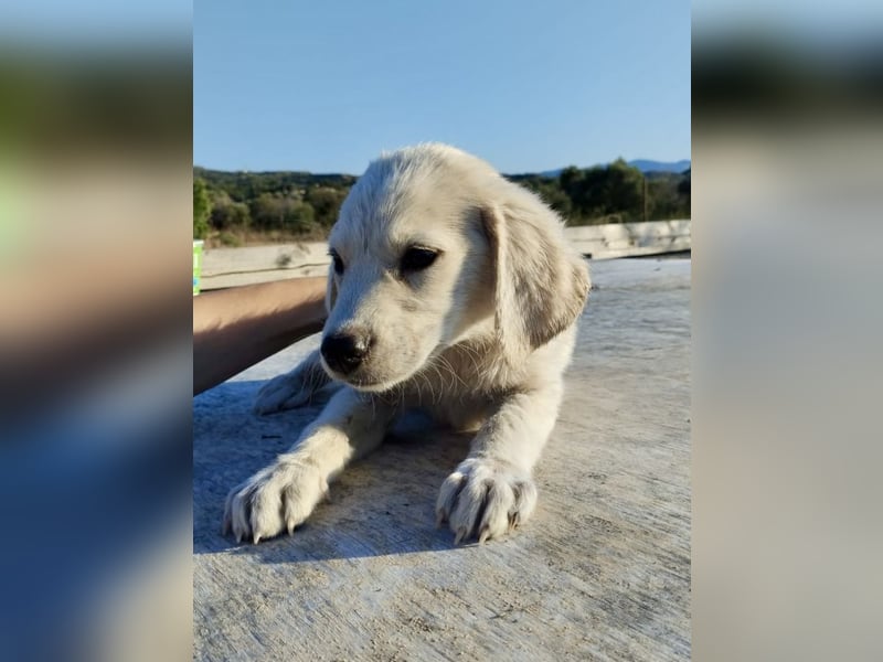 Mischlingswelpe AYLA (3,5 Monate) sucht eine Familie