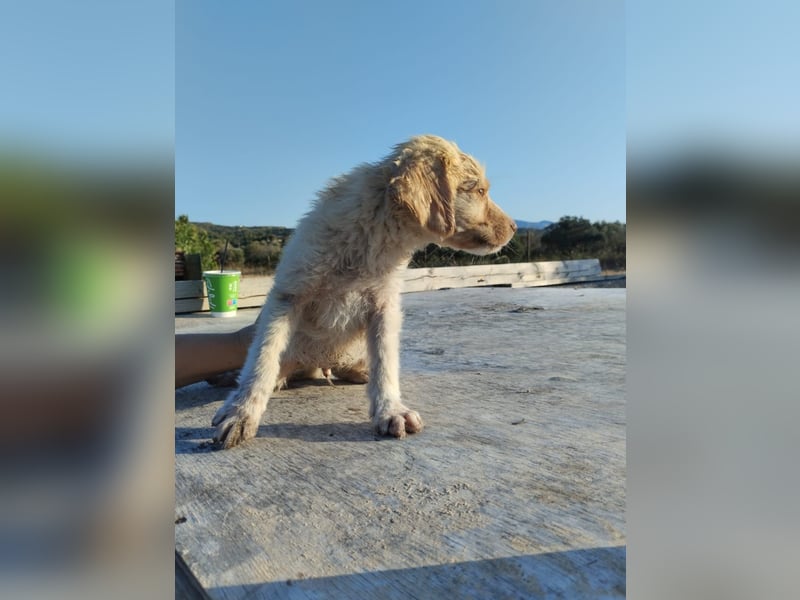 Mischlingswelpe ASTERIX (3,5 Monate) sucht eine Familie!
