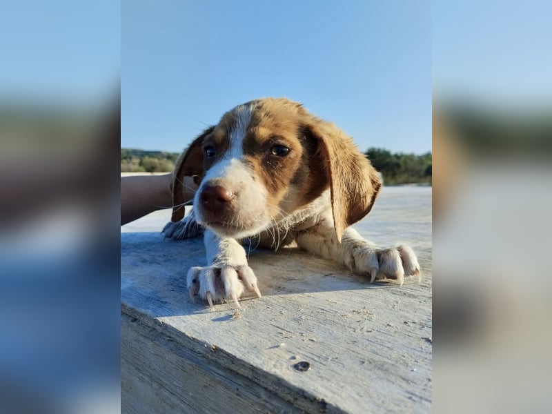 Mischlingswelpe FRITZ (3,5 Monate) sucht eine Familie!