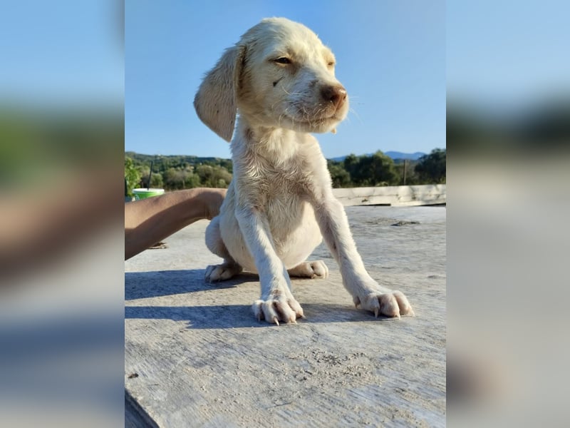 Mischlingswelpe SIMBA (3,5 Monate) sucht eine Familie