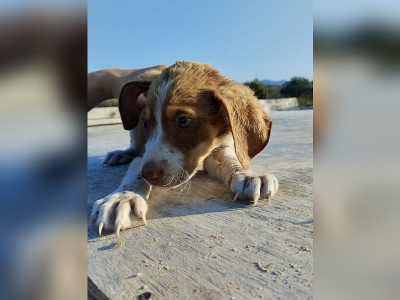 Mischlingswelpe FRITZ (3,5 Monate) sucht eine Familie!