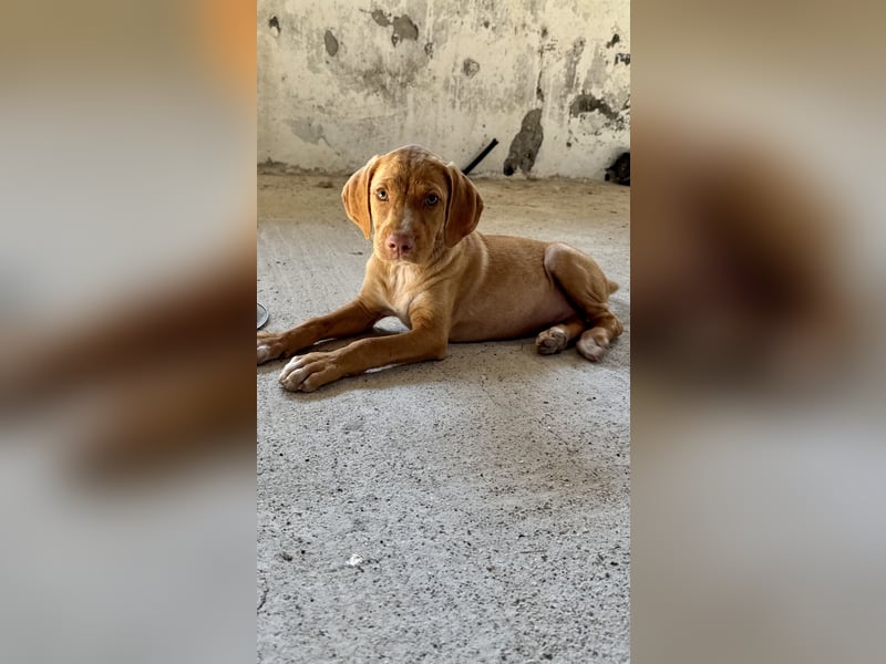 Offener, zutraulicher und er lieber Mischlingswelpe ROCKIE sucht eine Familie