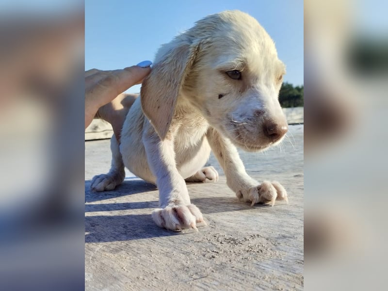Mischlingswelpe SIMBA (3,5 Monate) sucht eine Familie