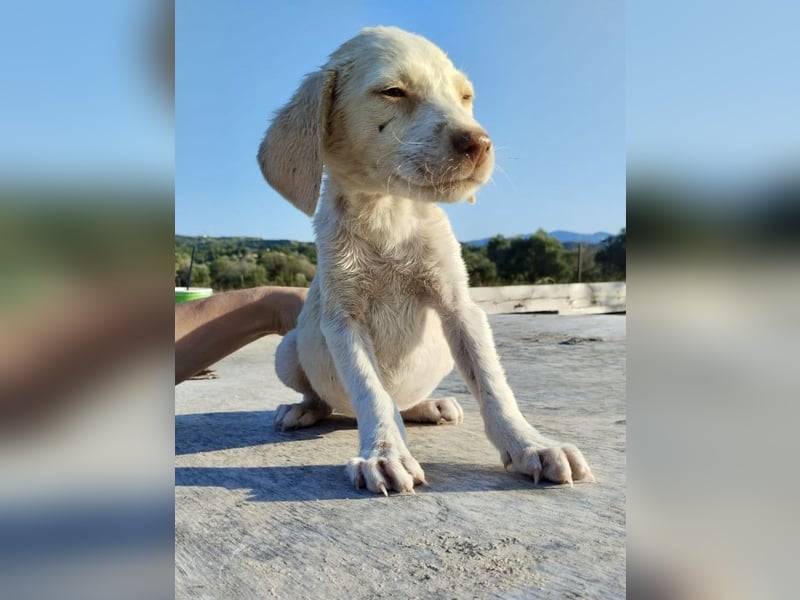 Mischlingswelpe SIMBA (3,5 Monate) sucht eine Familie