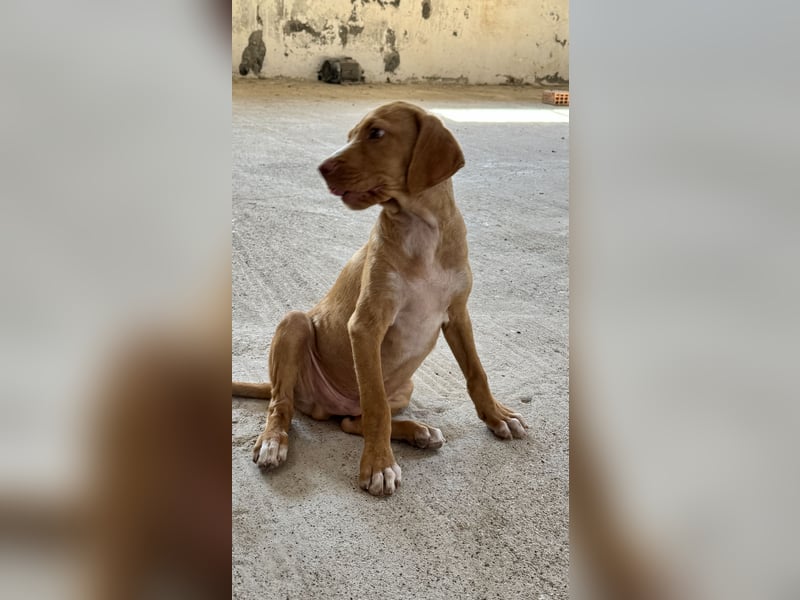 Offener, zutraulicher und er lieber Mischlingswelpe ROCKIE sucht eine Familie