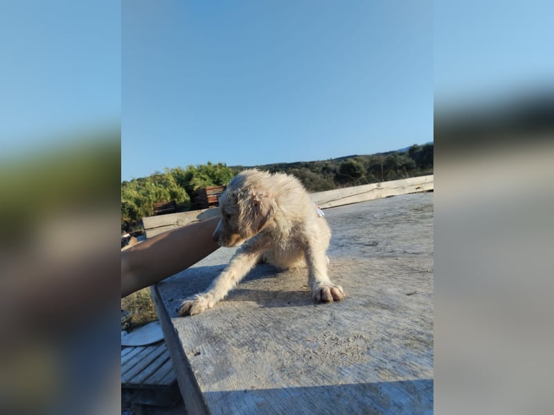 Mischlingswelpe ELLIE (3,5) sucht eine Familie!