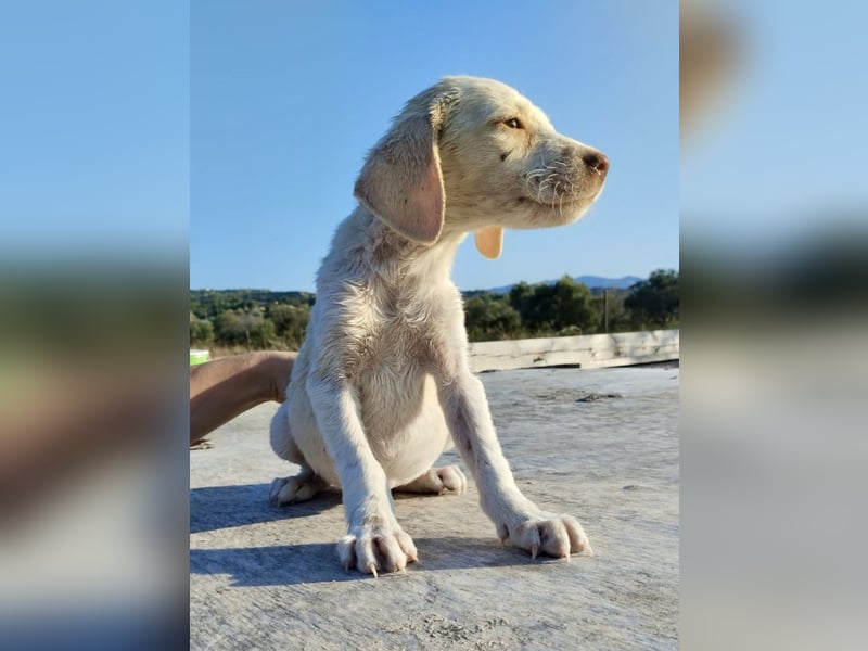 Mischlingswelpe SIMBA (3,5 Monate) sucht eine Familie