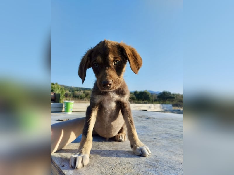 Mischlingswelpe SPENCER (3,5 Monate) sucht eine Familie!