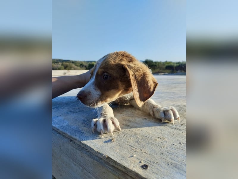 Mischlingswelpe FRITZ (3,5 Monate) sucht eine Familie!