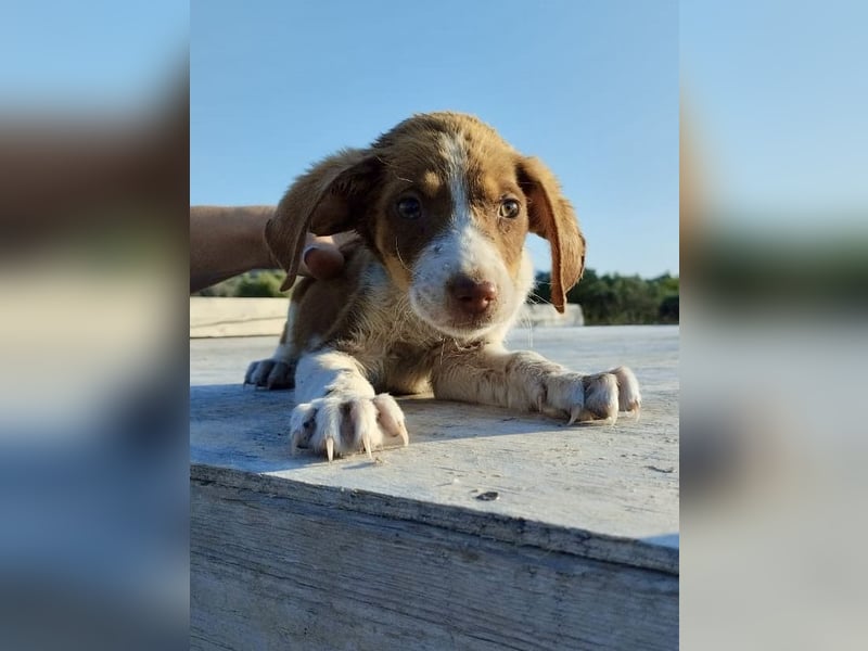 Mischlingswelpe FRITZ (3,5 Monate) sucht eine Familie!