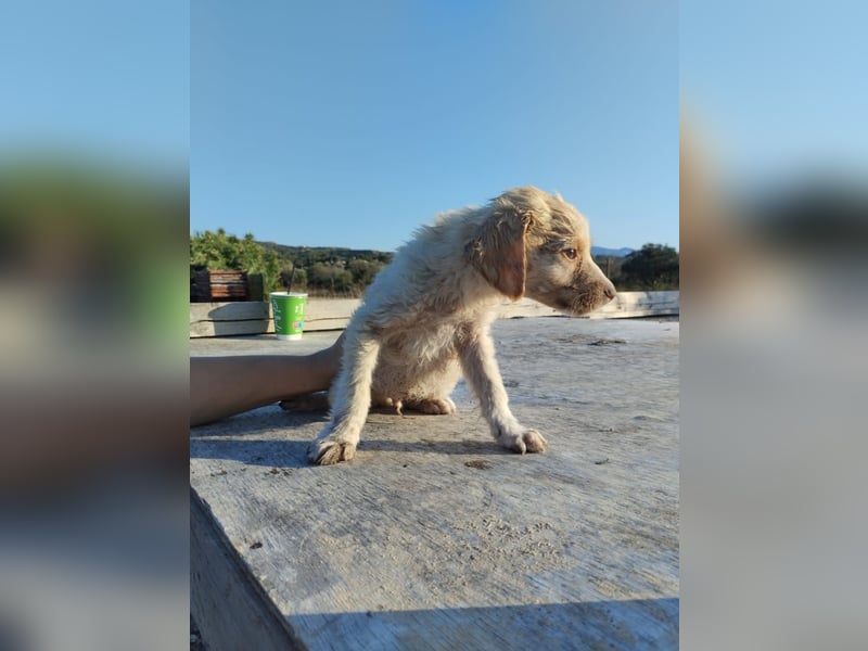 Mischlingswelpe ASTERIX (3,5 Monate) sucht eine Familie!