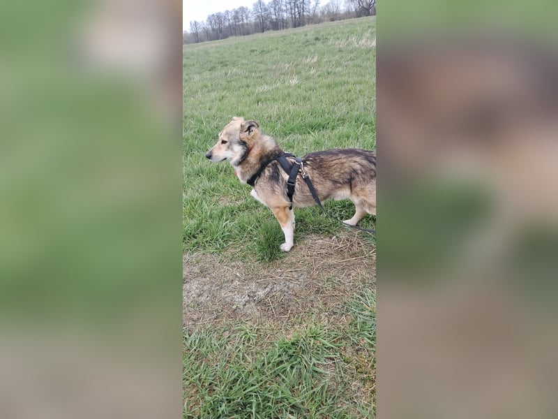 Verschmuster Teddy(38 cm,3Jahre, 10 kg) sucht liebevolles Heim