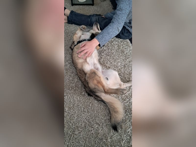 Verschmuster Teddy(38 cm,3Jahre, 10 kg) sucht liebevolles Heim