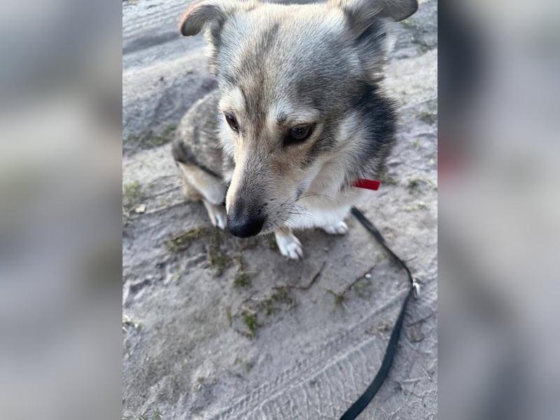 Verschmuster Teddy(38 cm,3Jahre, 10 kg) sucht liebevolles Heim