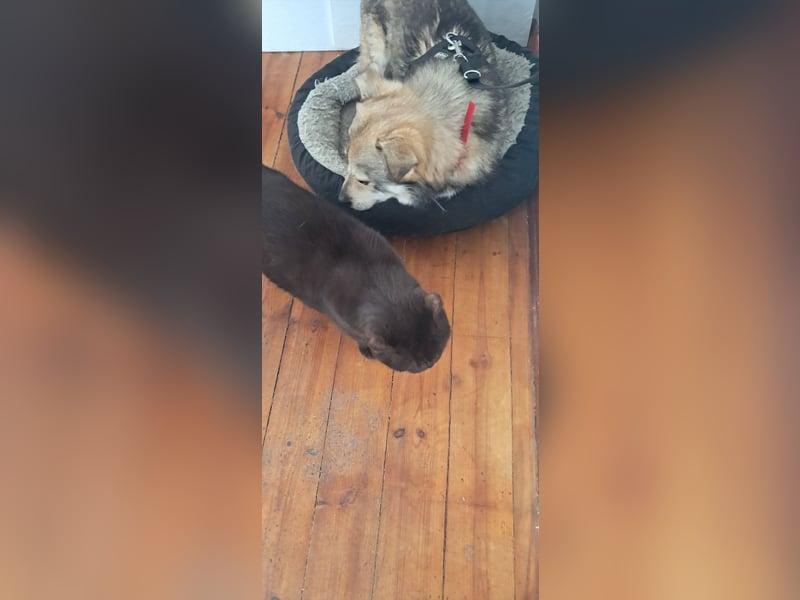 Verschmuster Teddy(38 cm,3Jahre, 10 kg) sucht liebevolles Heim