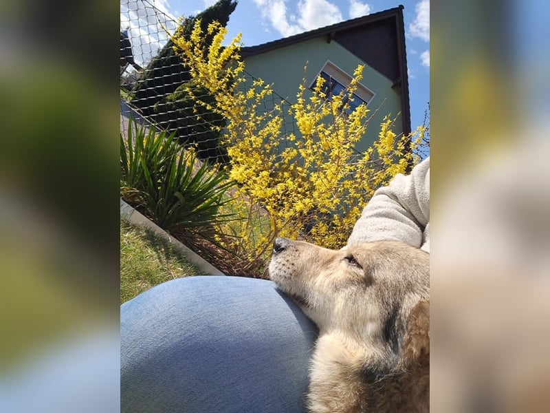 Verschmuster Teddy(38 cm,3Jahre, 10 kg) sucht liebevolles Heim